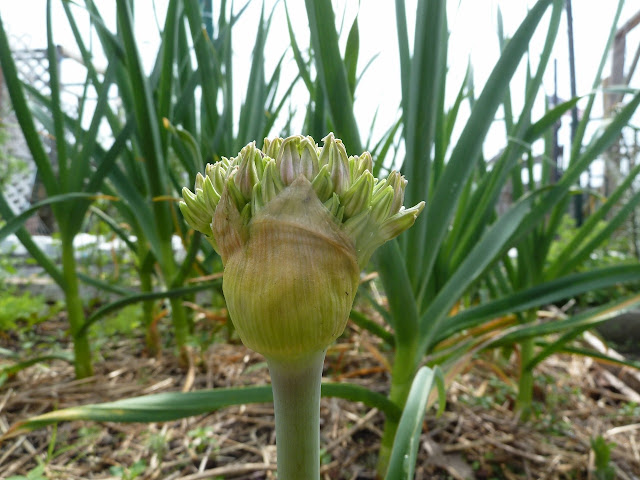 Allium buds opening in May, Brooklyn