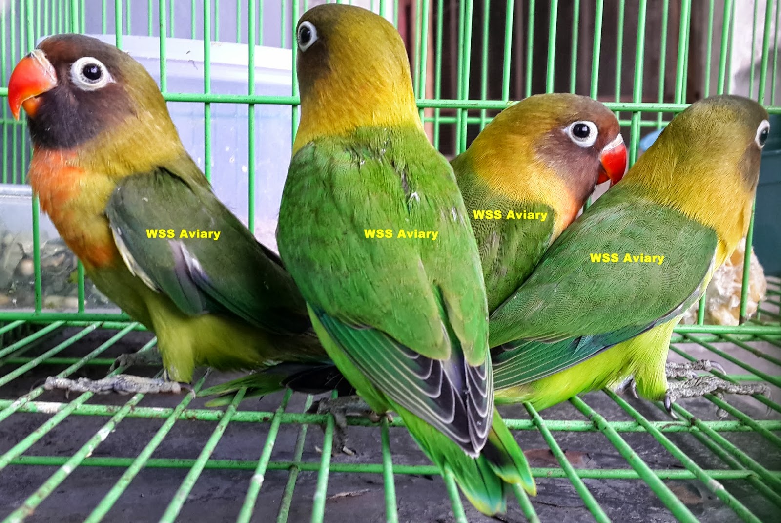 Lovebird Surabaya Waffen Ss Aviary Perkawinan Terlarang Bagi Aliran Love