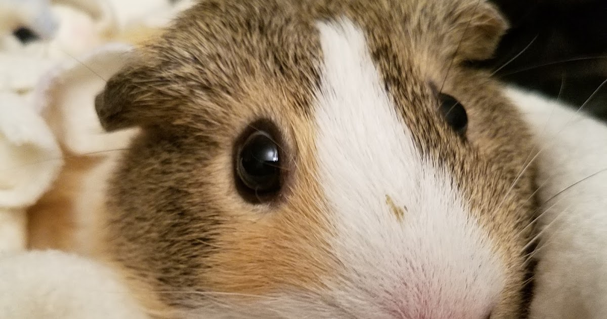 Cavy Savvy A Guinea Pig Blog Guinea pigs, cancer, and surgery Lola's