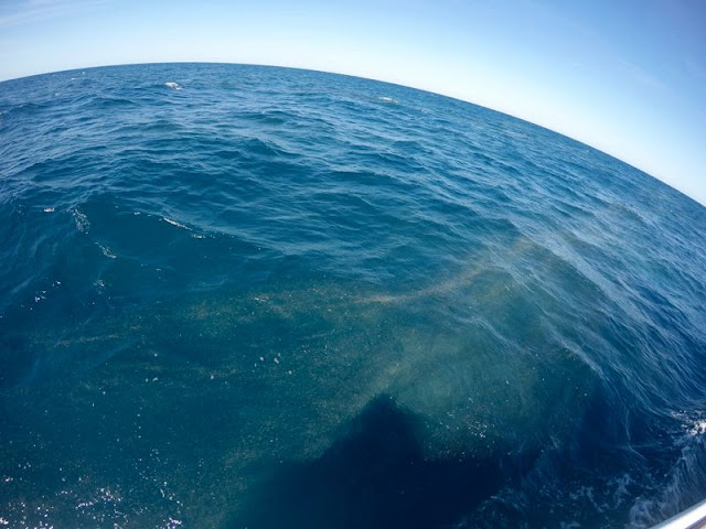 Plankton in the Atlantic Ocean