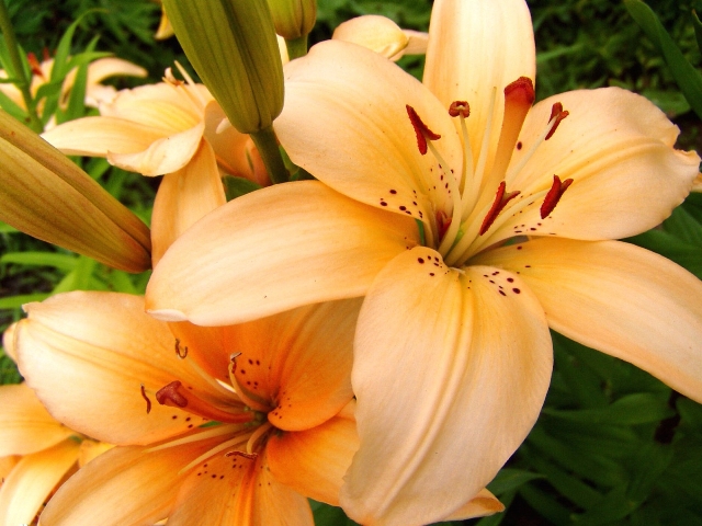 Pictures Of Lilies Flowers Pictures Of Lilies Flowers