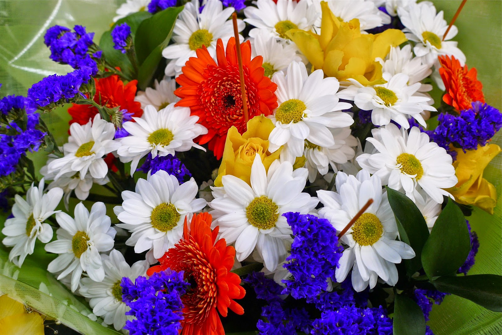 Mi Pagina Web “Identifico ejemplares de