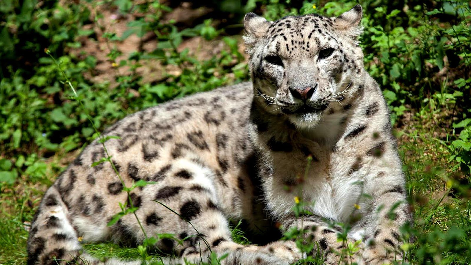 Why Are Snow Leopard Endangered - Danger Choices