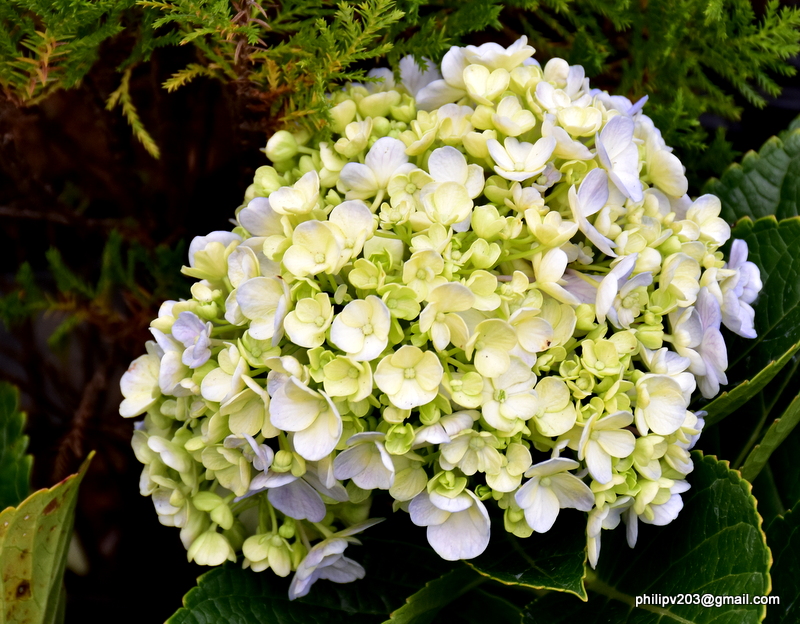 Flowers found in Sri Lanka Flower plants for sale by the A4 highway