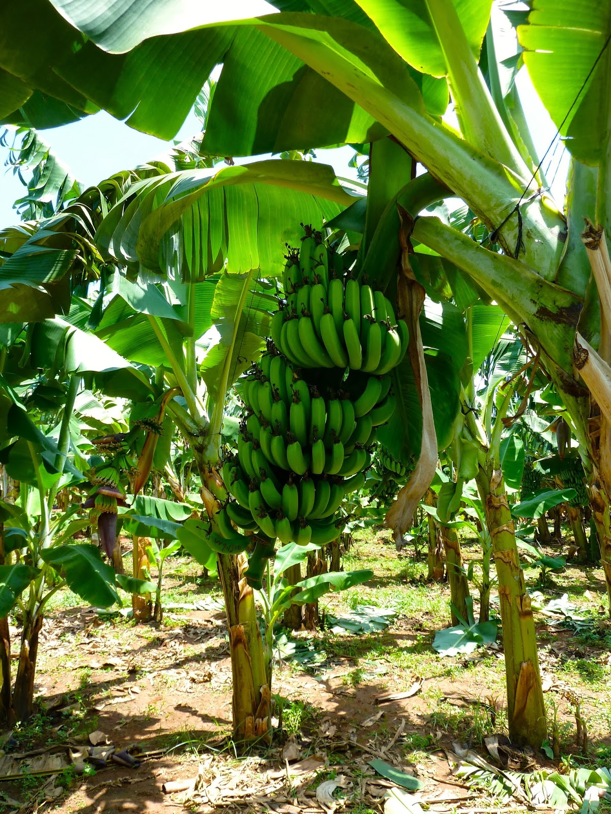 Coolbananas Coolbananas