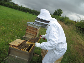 bee frame, inspection, stores