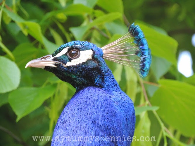 Blue Peacock close up
