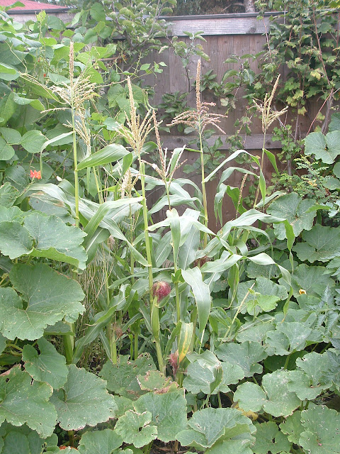 Sweet corn plants growing next to a runner bean trellis with squash plants below