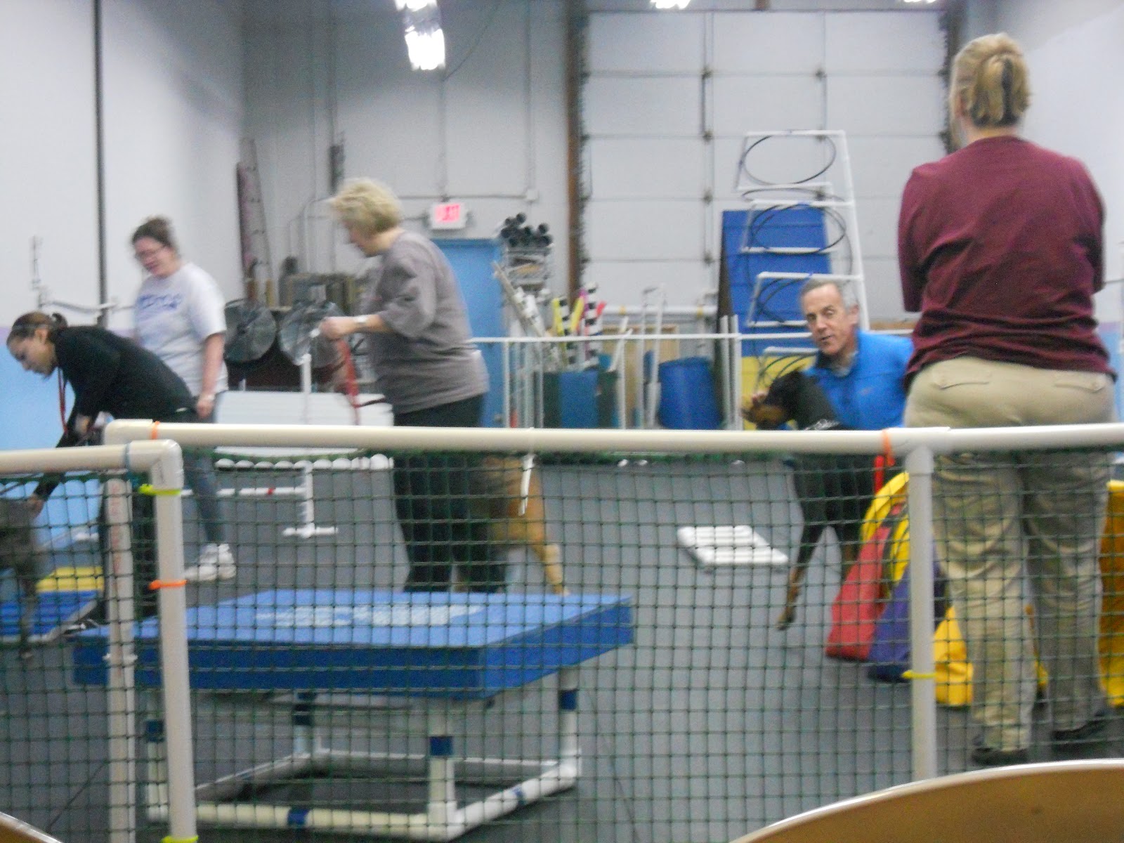 Aussie Dog Agility Beginner Agility, Class Numero Uno