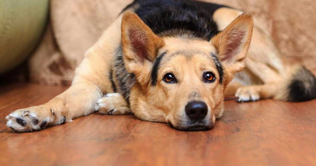 How Your Dog Can Suffer From a Slipped Disc Doglopedix