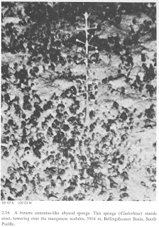 Η ΚΕΡΑΙΑ ΤΟΥ ΕΛΤΑΝΙΝ  