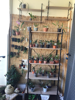 , Nuova zona di coltivazione!, diarid'orchidee