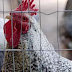 "Bird Flu": What You Need To Know "Bird Flu": What You Need To Know