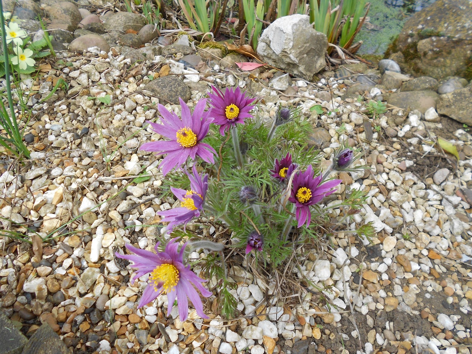 Tony's Blog Pasque Flowers