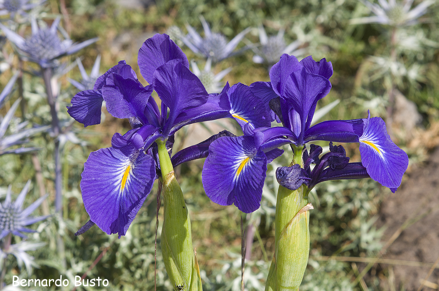 RÍA DE LA VILLA: Lirios azules