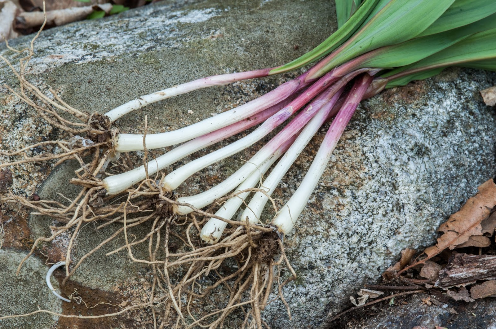 The 3 Foragers Foraging for Wild, Natural, Organic Food Ramps Recipe