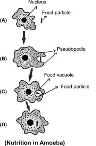 How Amoeba obtain its food