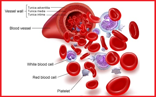 connective tissue blood Connective tissue (ct) proper, and special connective tissue, moreover, blood cells are formed at colonized sites and source of cells in. connective tissue blood Connective tissue (ct) proper, and special connective tissue, moreover, blood cells are formed at colonized sites and source of cells in.