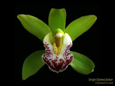 Orquídea Cymbidium verde
