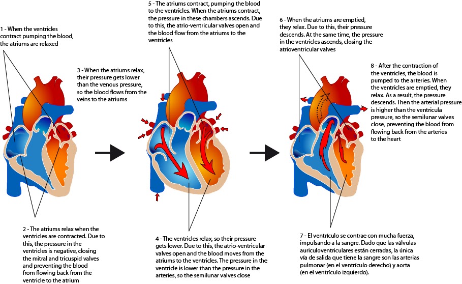 el moderno prometeo Circulatory System Components