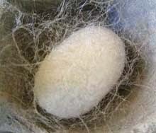 Ngengat Sutra Si Kecil Penghasil Benang Sutra Re Tawon