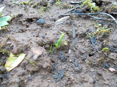 Onion shoots Allotment Diary 80 Minute Allotment Green Fingered Blog