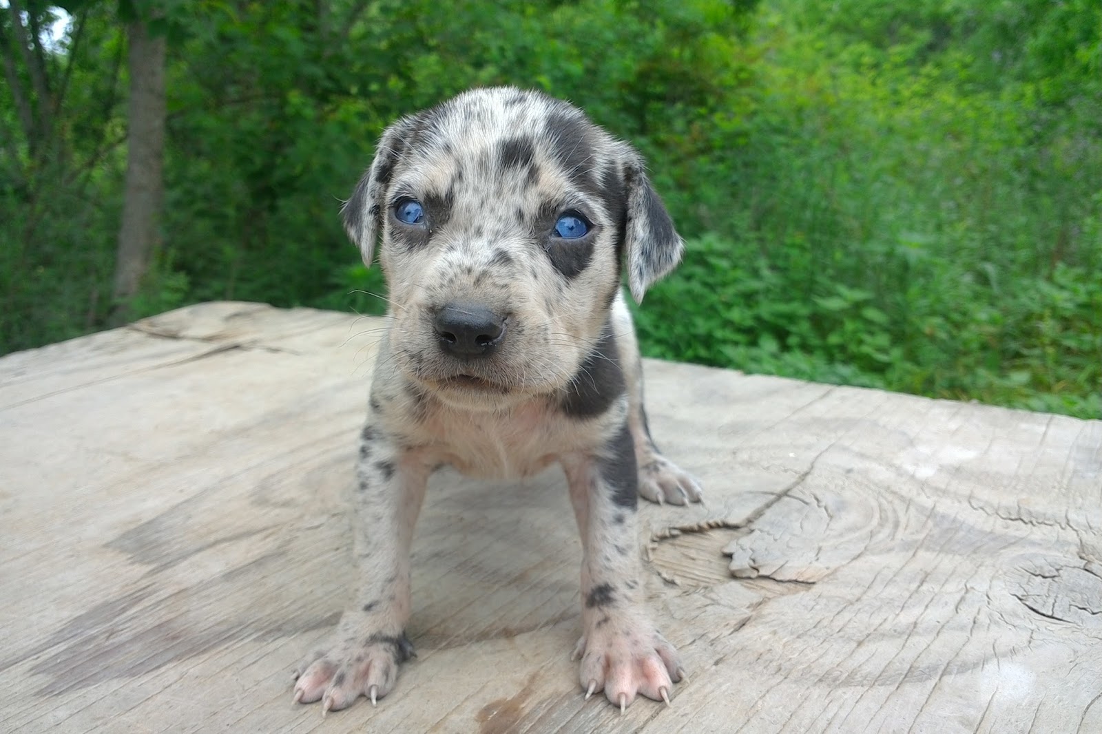 Catahoula Puppies Louisiana Catahoula Puppies for sale out of Coco and