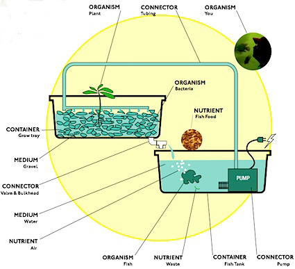 Better Farm: Building a Grow Bed for Your Aquaponic Garden