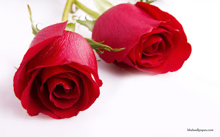 गुलाब के फूल का फोटो, गुलाब का फूल डाउनलोड, गुलाब का फूल फोटो डाउनलोड, दिल के फोटो, गुलाब शायरी, गुलाब फूल की खेती, फूल गुलाब, गुलाब के फूल के उपयोग, कमल के फूल
