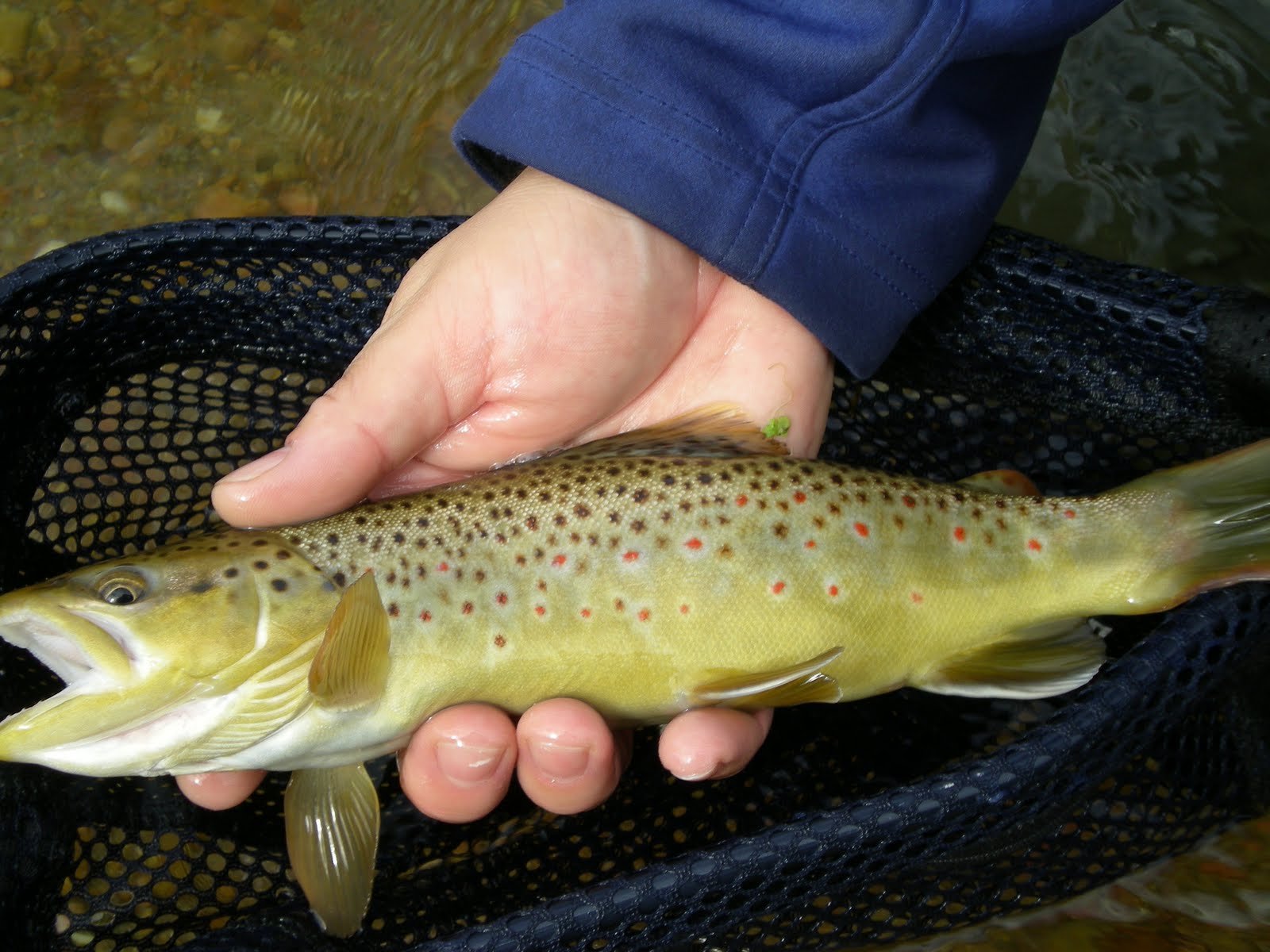 Brookies and Browns Nebraska Trout Streams