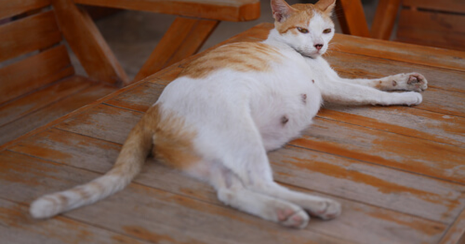 TIPS PARA MASCOTAS Gestación en gatos.