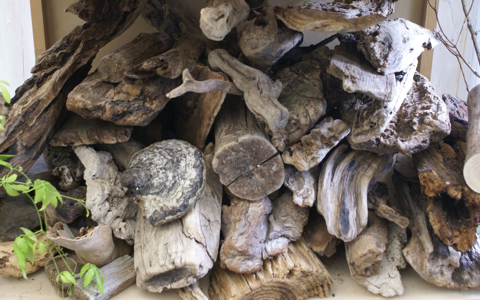 Mandagoras World Treibholz