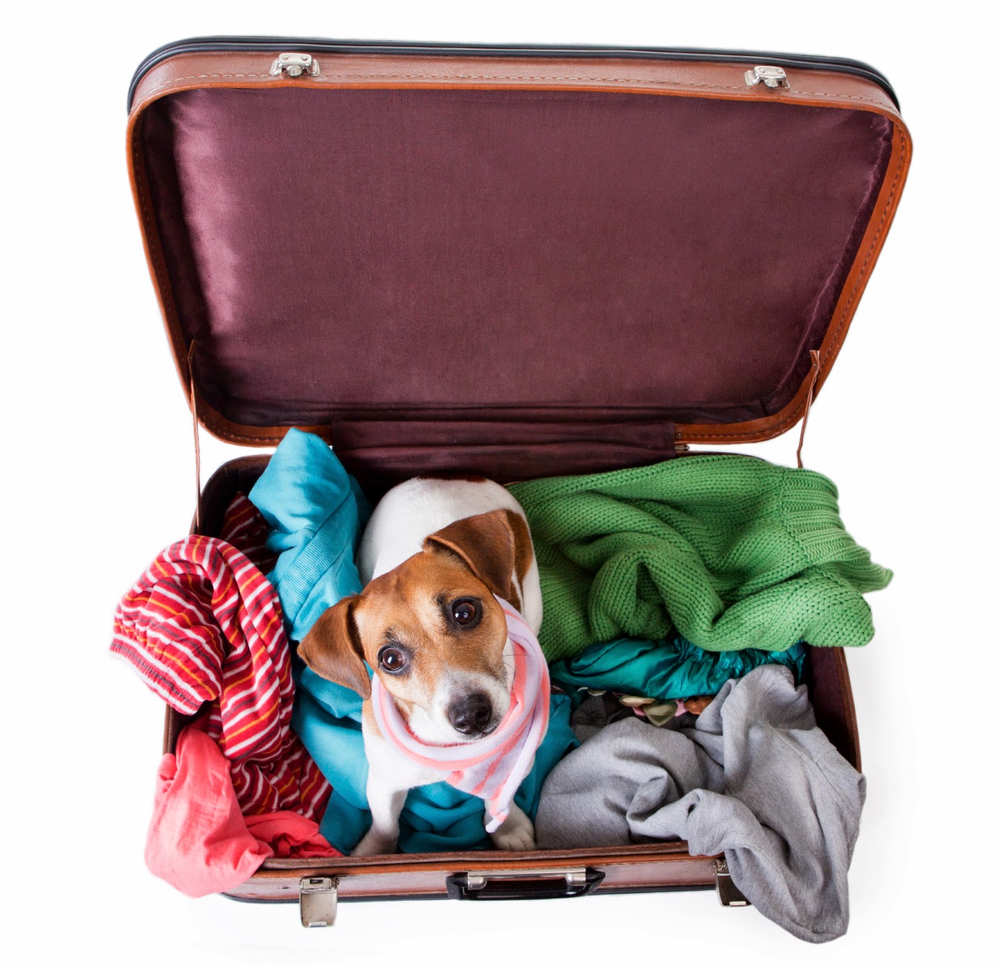 Bregman Veterinary Group How to Fly Safely with Your Pets