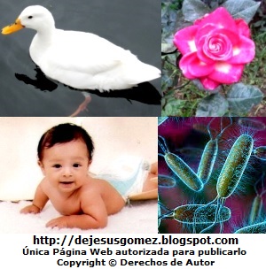 Materia Viviente Imagen de ejemplo de Materia Viviente de Jesus Gómez