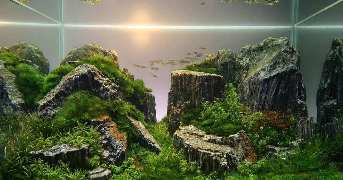 Iwagumi Aquascaping Total Update