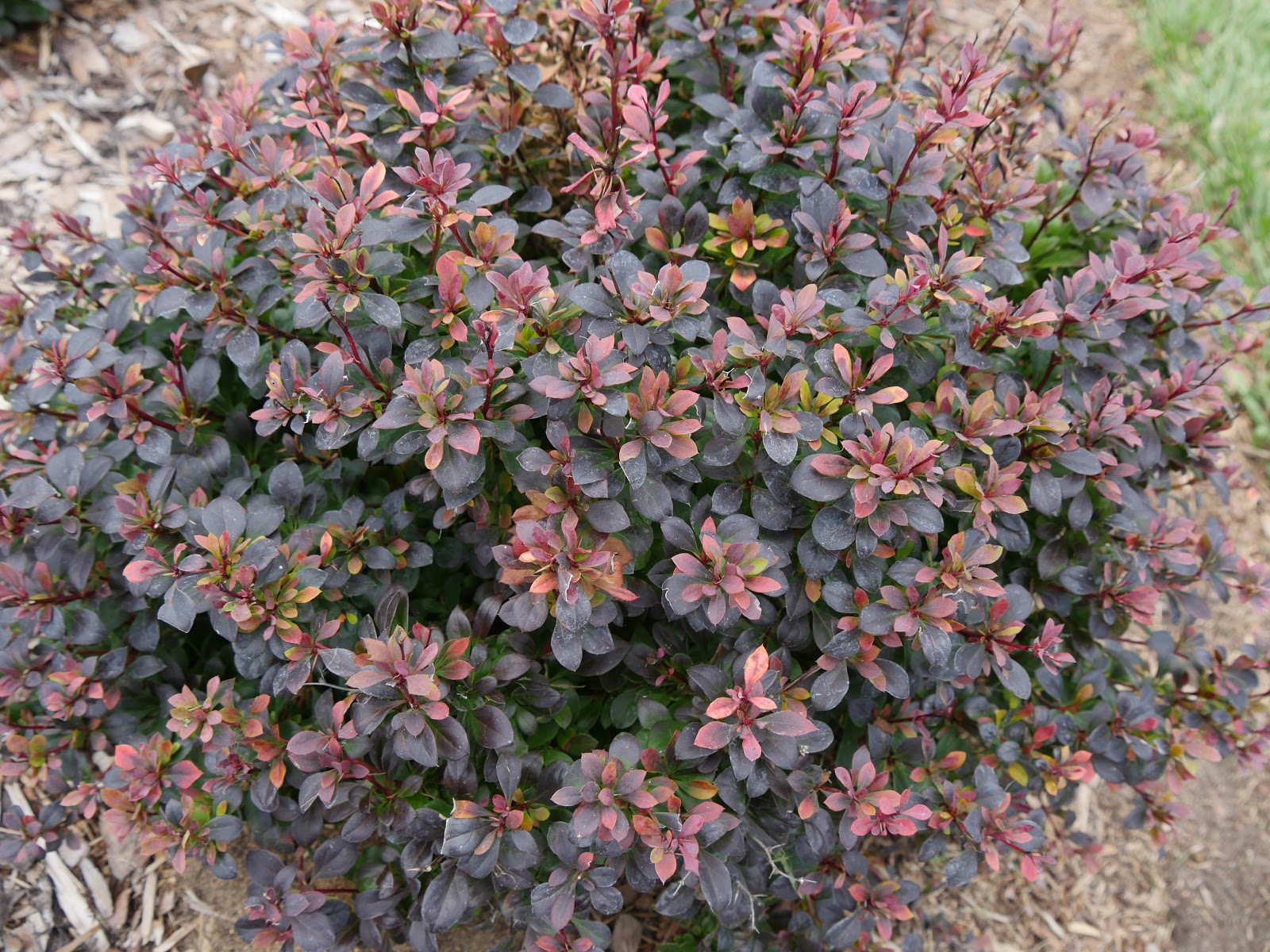 Thornless Barberry Shrub