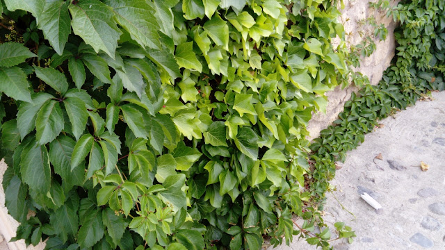 Parra virgen o enredadera de Virginia (Parthenocissus quinquefolia (L.) Planch.).