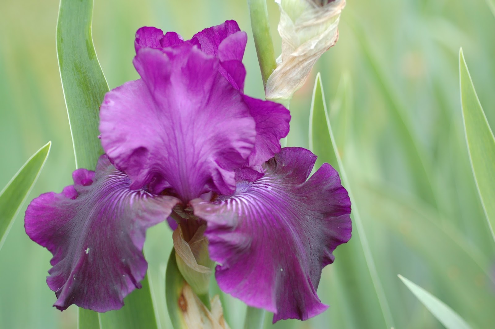 World of Irises More Reblooming Irises From Eastern Hybridizers