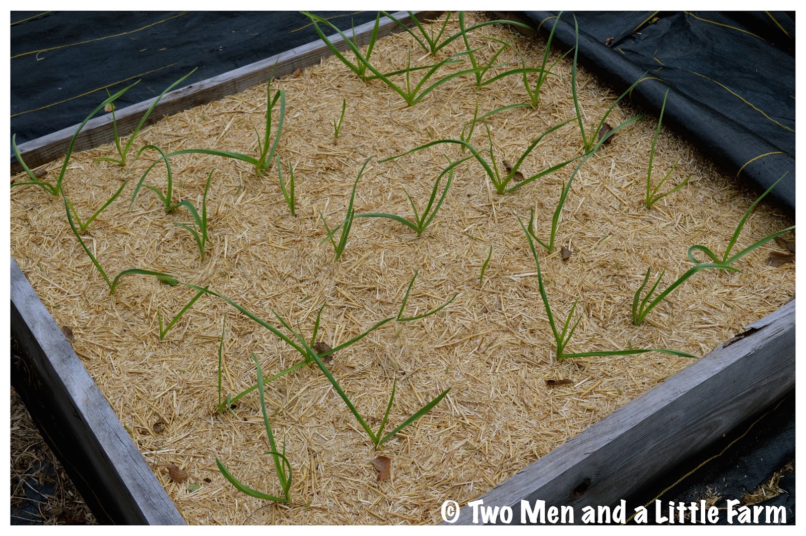 Two Men and a Little Farm RAISED BED GARLIC IS COMING UP