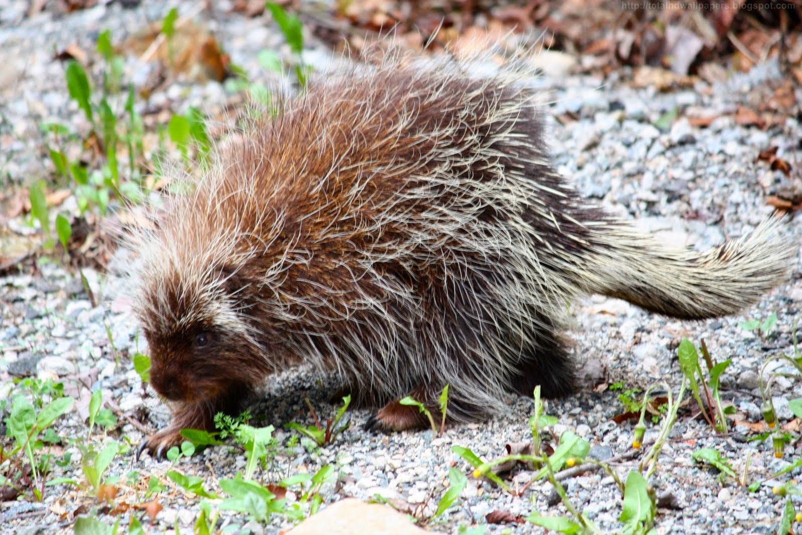 шкура дикобраза. животные жарких стран индийский дикобраз. дикобраз сумчатый. рпд дикобраза. дикобразы в субтропиках.