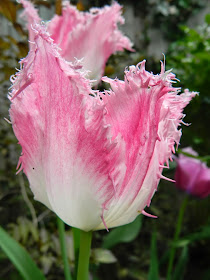 Pink fringed tulip by garden muses-not another Toronto gardening blog