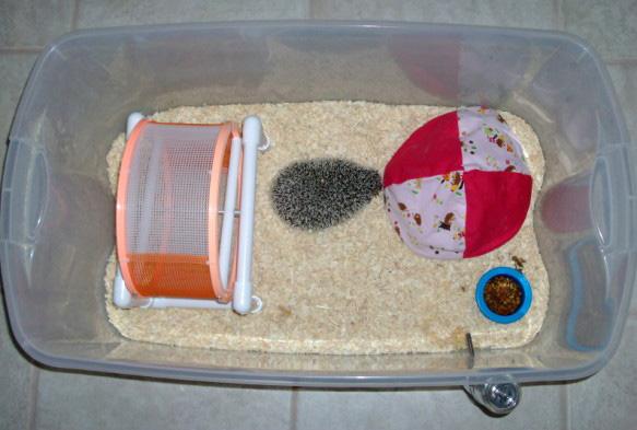 Cách tự làm chuồng cho chuột hamster cực đơn giản