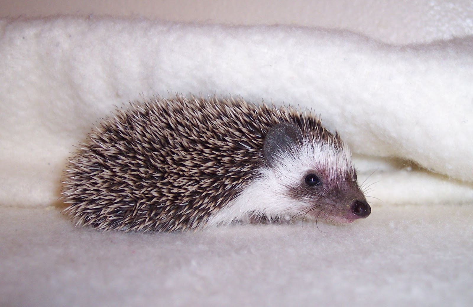 Hedgehog Valley News November 2018