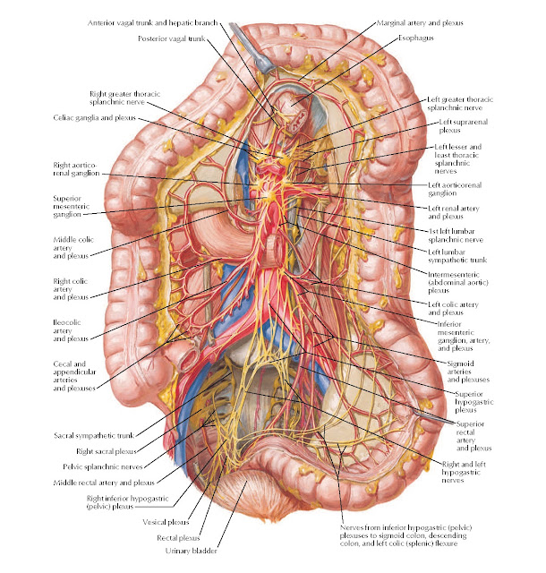 Autonomic Innervation of Large Intestine Anatomy