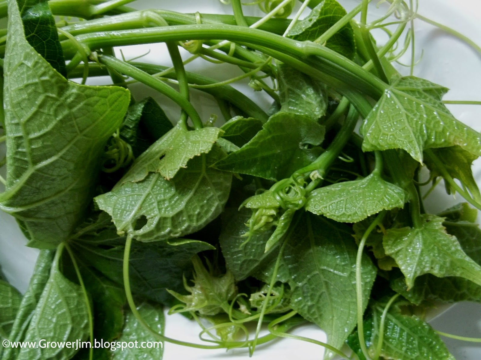 Garden Adventures Chayote (Sechium edule)