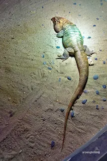 jakarta aquarium neo soho