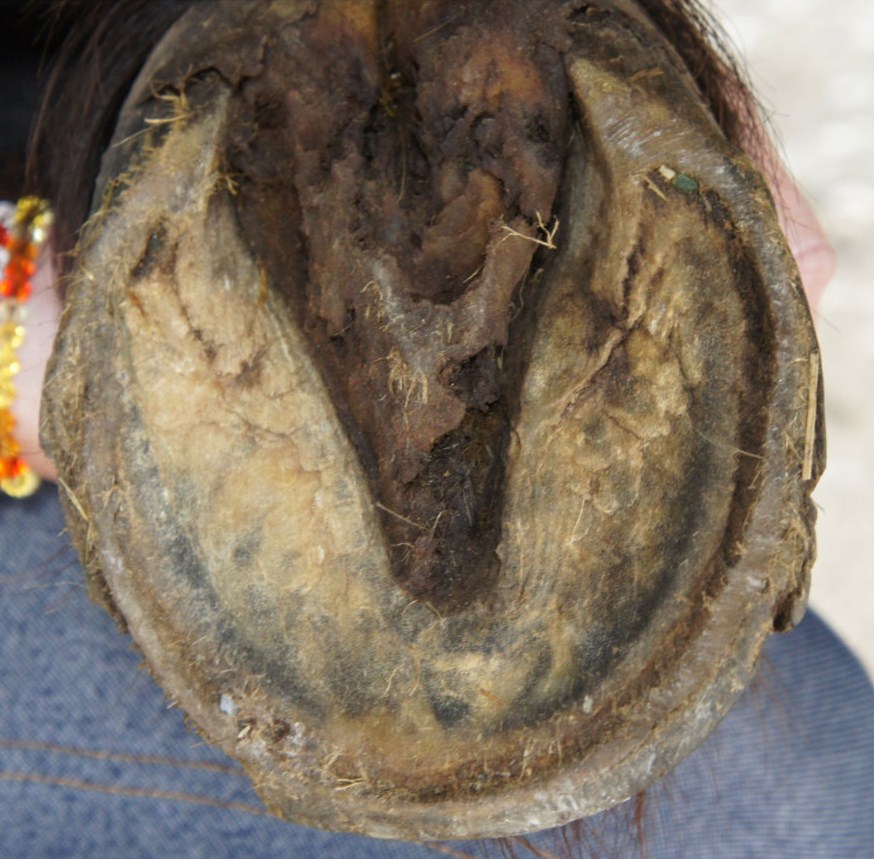 Top 98+ Images Thrush In Horses Feet Pictures Completed 10/2023