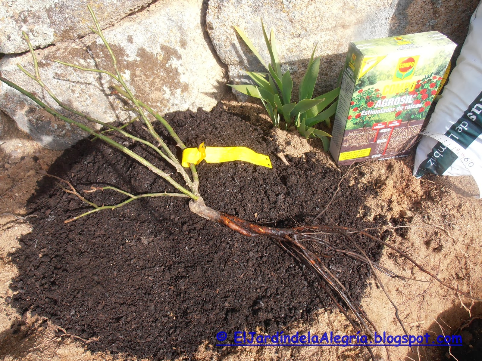 El jardín de la alegría Cómo plantar un rosal a raíz desnuda
