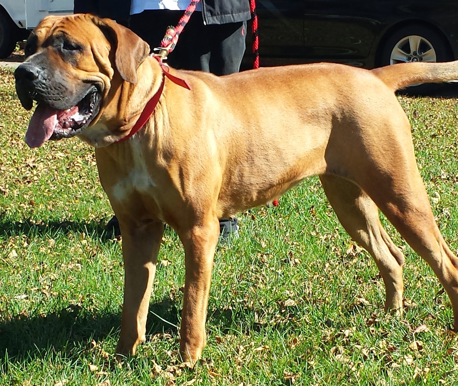 Tosa MN Japanese Tosa Inu Puppies for Sale Rare Japanese Champion