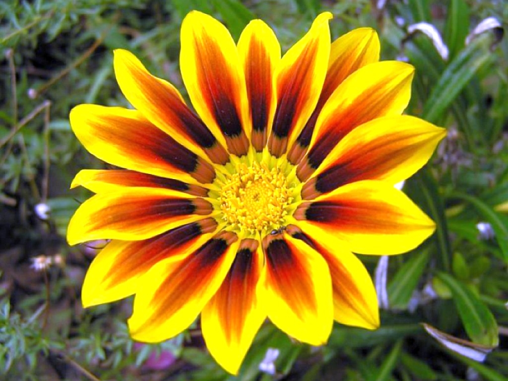 3D Flowers Wallpapers Free 3D Wallpaper Download